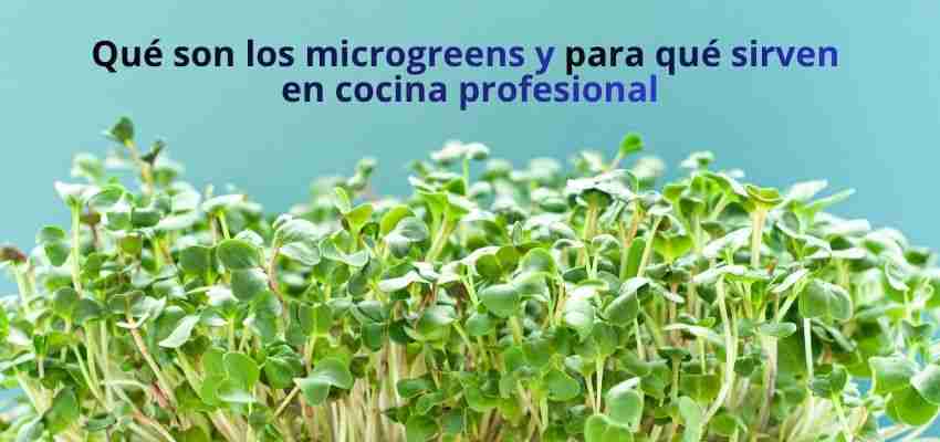 Microgreens: pequeñas hojas verdes de brotes tiernos sobre fondo claro, en la guía 'Qué son los microgreens y para qué sirven en cocina profesional' HORECA.
