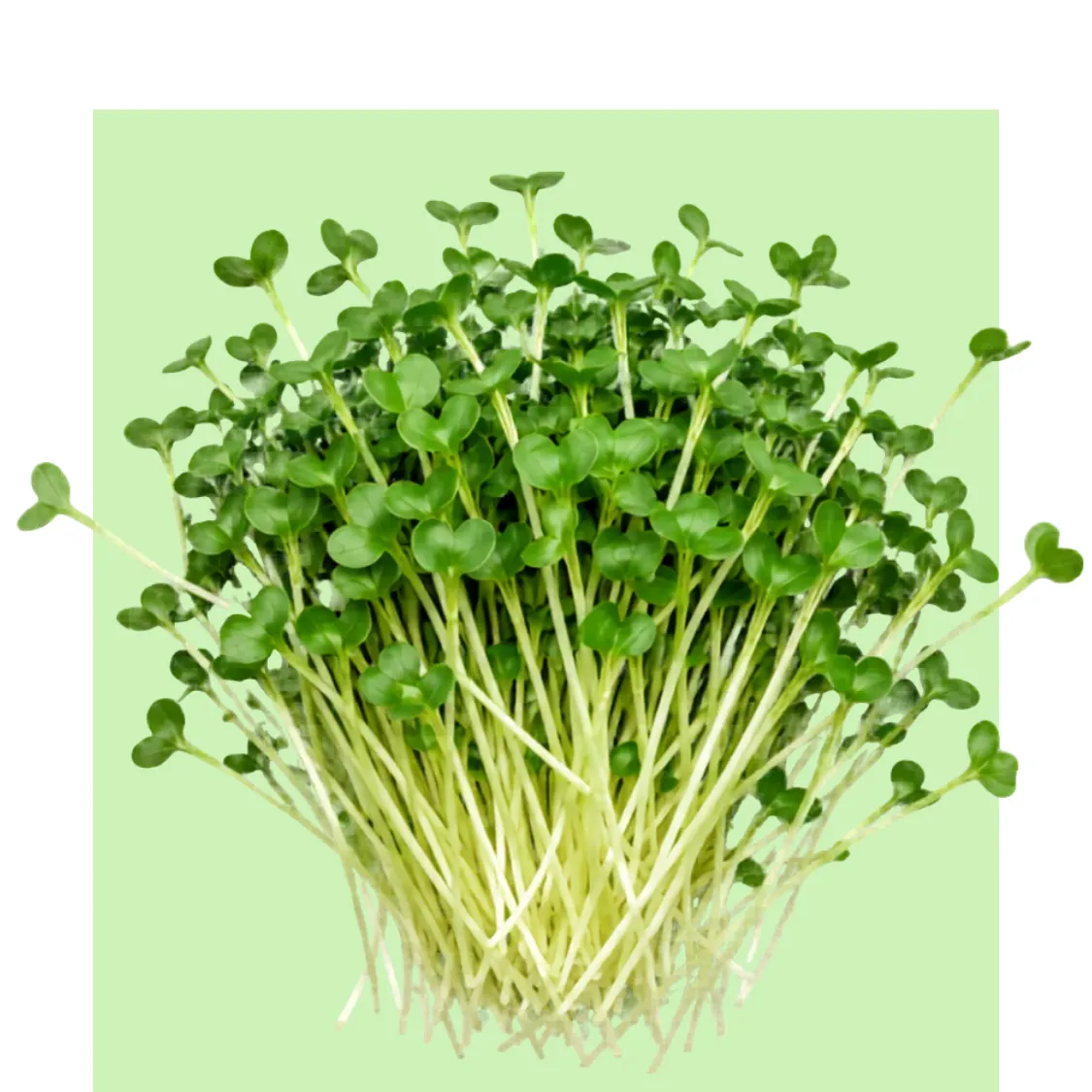 Microbrotes de brócoli frescos con tallos largos y hojas verdes sobre fondo verde claro, para añadir sabor y nutrientes a ensaladas y platos.