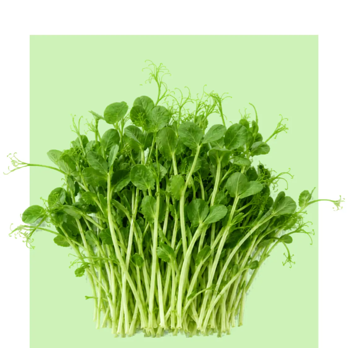 Se ve un manojo de microbrotes de guisante verdes y tiernos, con tallos largos y zarcillos finos, cultivados tras 7 días de crecimiento.