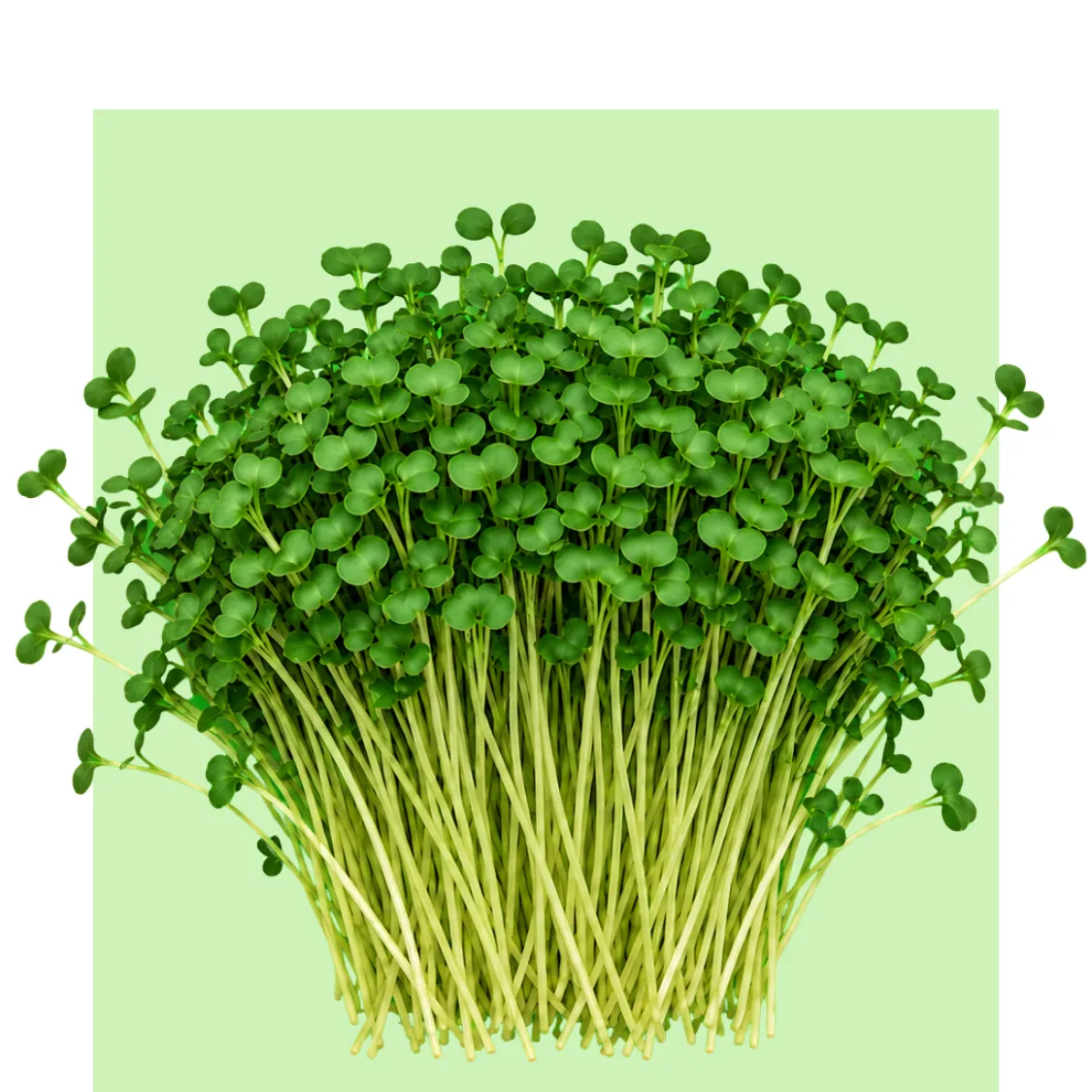 Un manojo de brotes de kale verdes y tiernos aparece sobre un fondo verde claro, con tallos largos y hojas pequeñas de microbrotes.