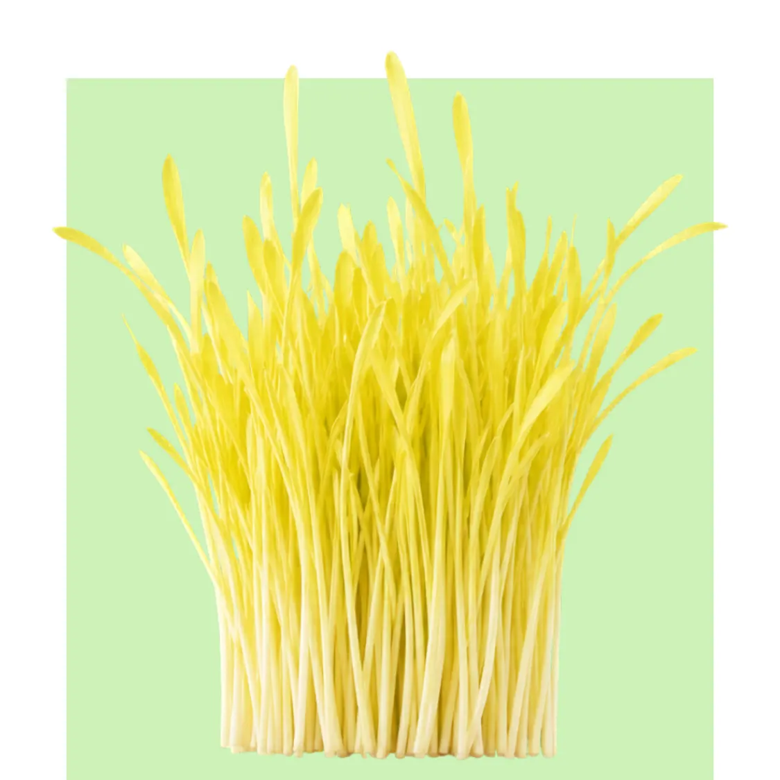 Brotes amarillos de maíz palomita crecen en una masa densa y alargada, con tallos finos y tiernos sobre un fondo verde claro y suave.