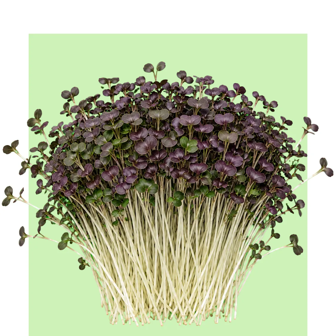 Microbrotes de mostaza roja con tallos finos y hojas moradas y verdes, agrupados en un manojo denso sobre fondo verde claro.