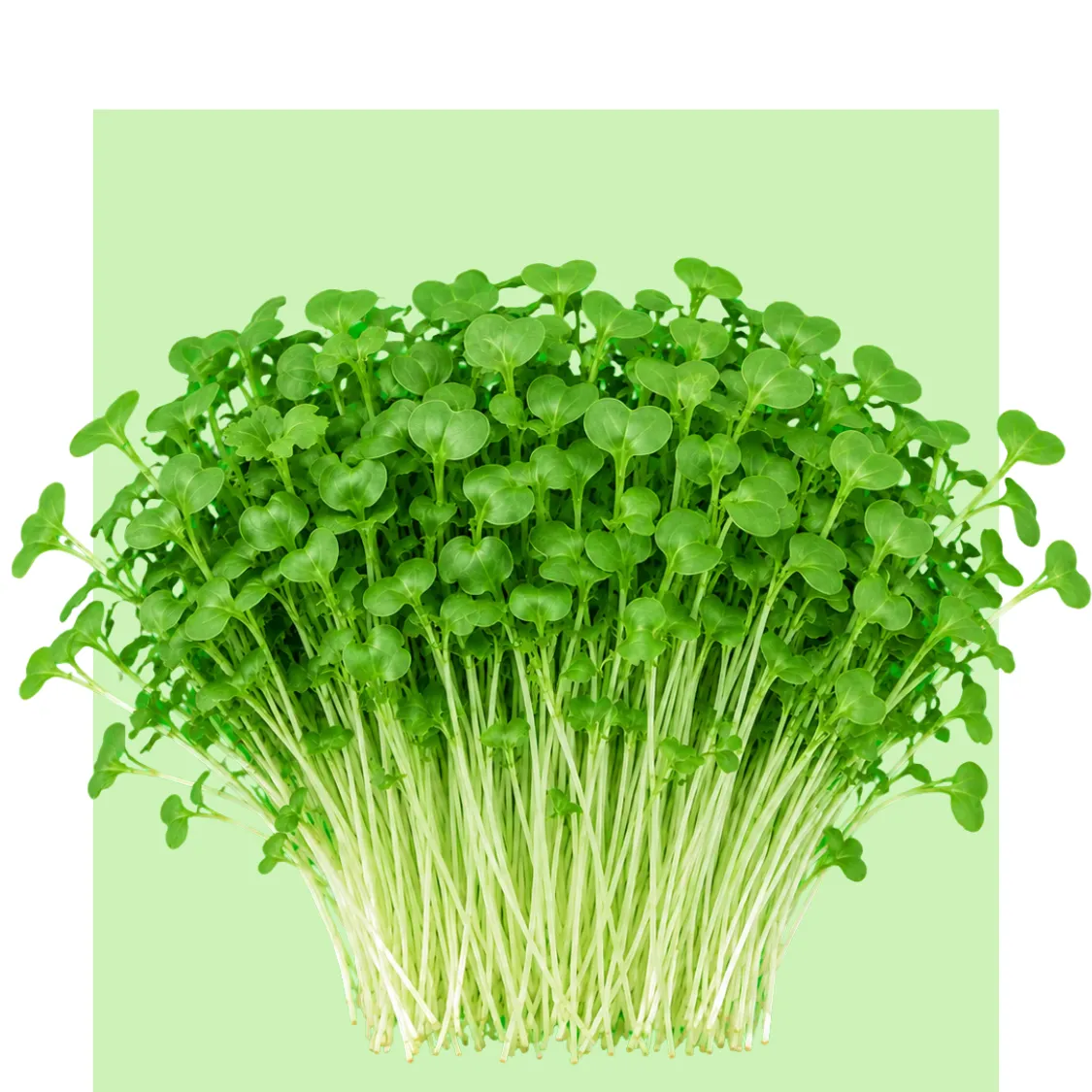 Brotes frescos de mostaza wasabi con tallos blancos y hojas verdes intensas, agrupados en una mata compacta sobre fondo verde claro.