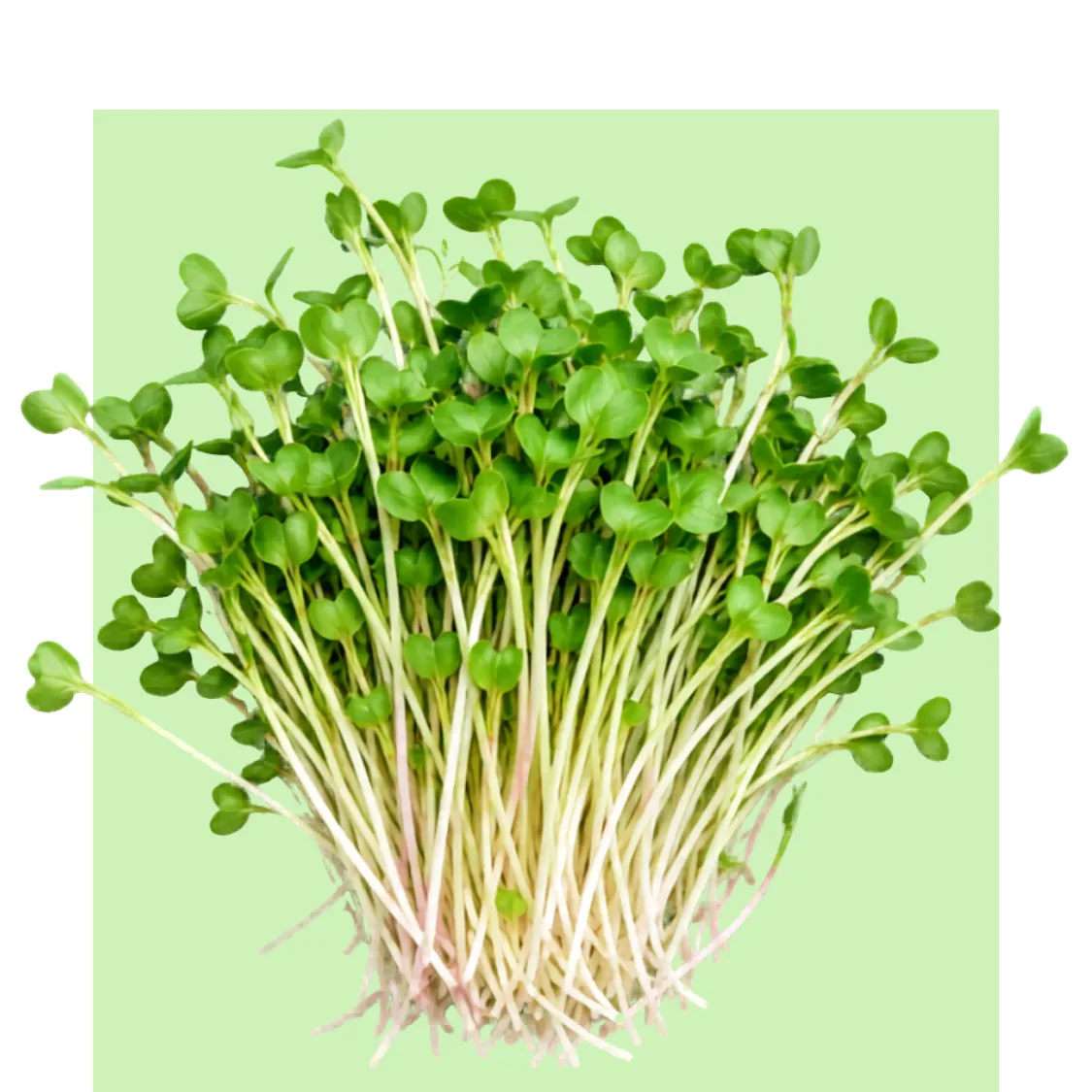 Brotes de rábano daikon con tallos blancos y hojas verdes frescas, agrupados sobre un fondo verde claro en la página de micro-brotes.