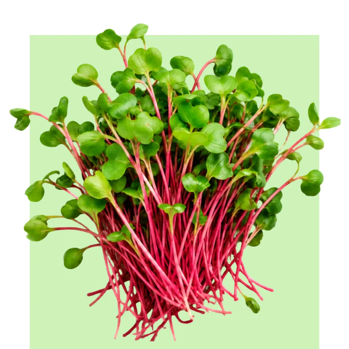 Con hojas verdes y tallos rojos, el rábano rojo muestra un micro-brote fresco y vibrante sobre fondo verde claro, en cultivo hidropónico.