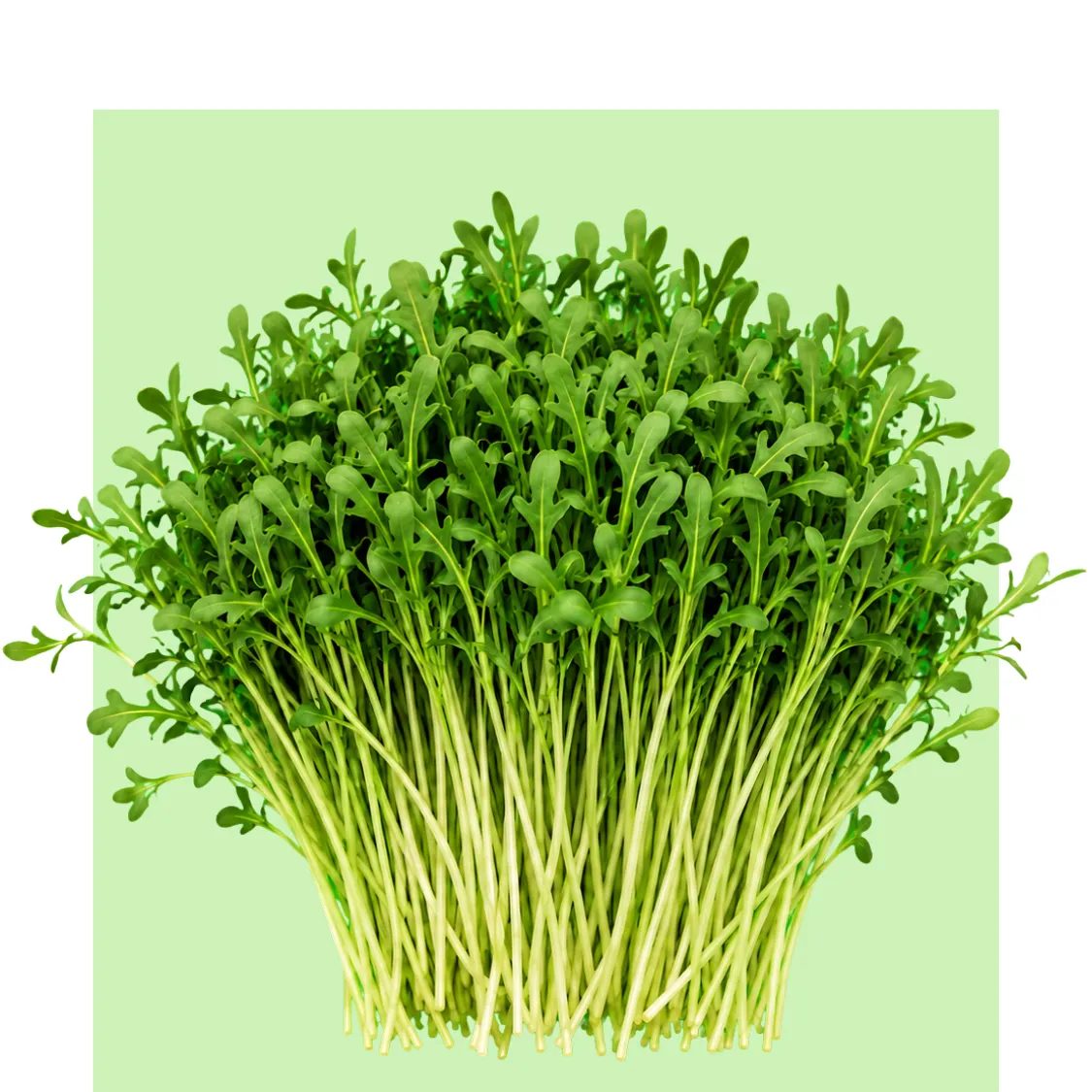 Los brotes de rúcula crecen densos y verdes sobre un fondo claro, con tallos finos y hojas jóvenes listas para cosecha en cultivo hidropónico.
