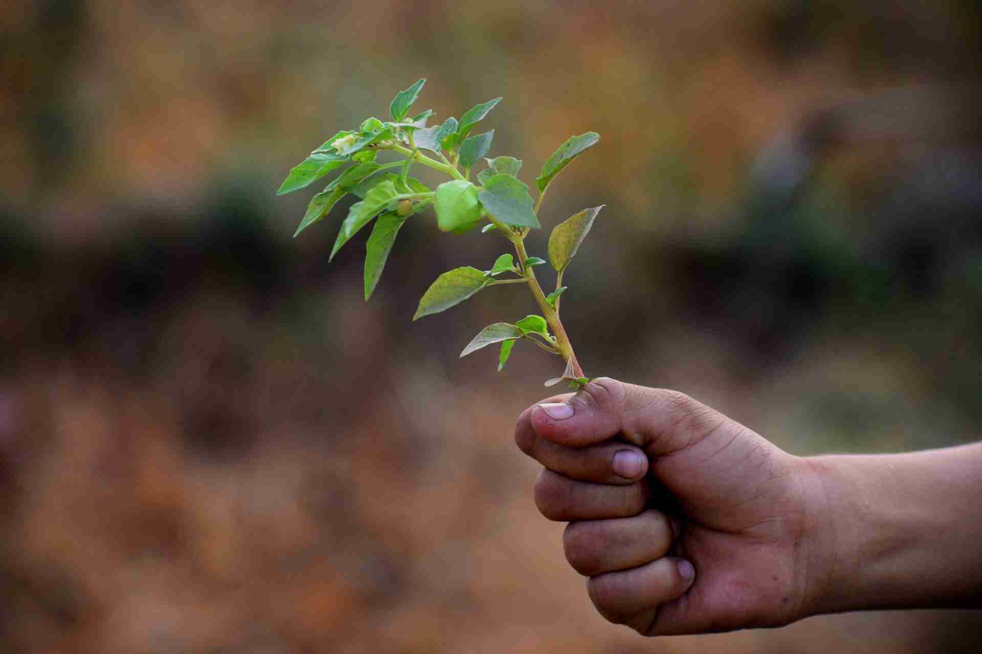 Planta pequeña en mano llena de tierra