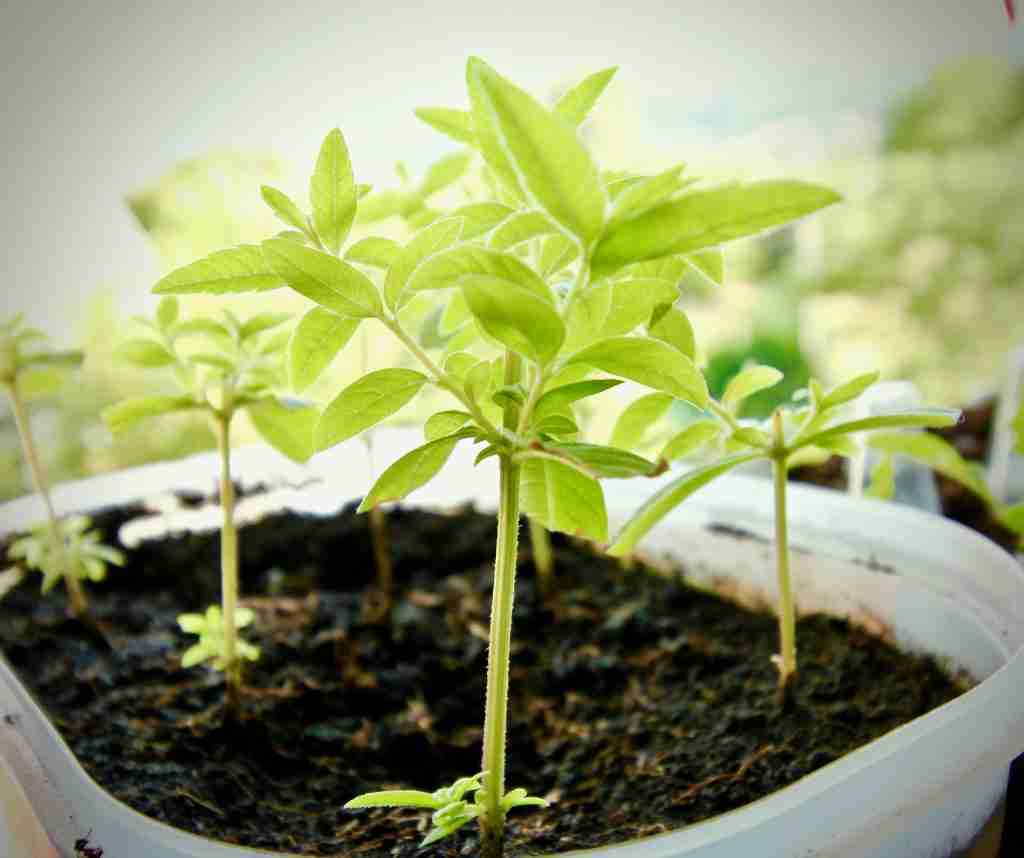 microplanta creciendo dentro de una maceta