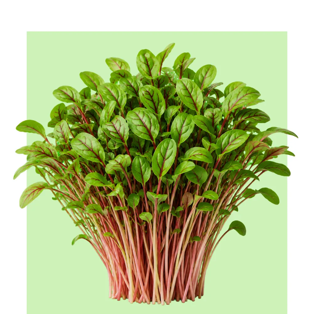 Brotes de acedera roja con tallos rosados y hojas verdes, cultivados en microbrotes para aportar sabor fresco y un toque ácido a ensaladas.