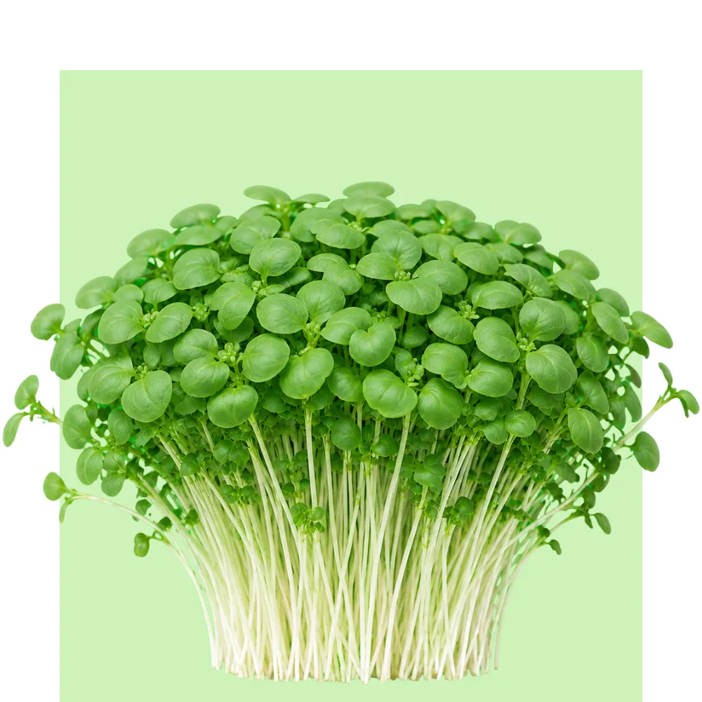 Se ve un manojo de albahaca genovesa en microbrotes, con tallos tiernos y hojas verdes, junto a variedades de micro-mezclum en Tierra.