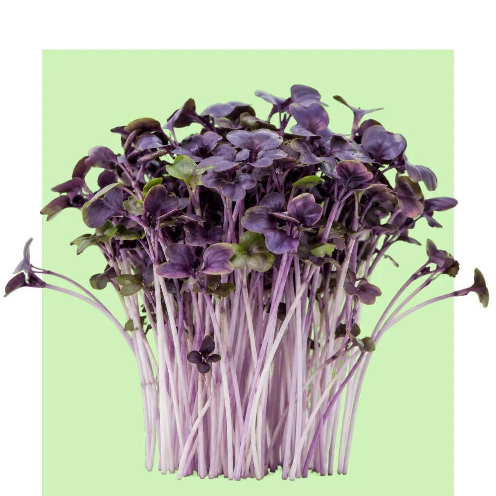 Los microbrotes de Albahaca Morada muestran tallos finos y hojas púrpuras sobre un fondo verde claro, en una presentación fresca y abundante.