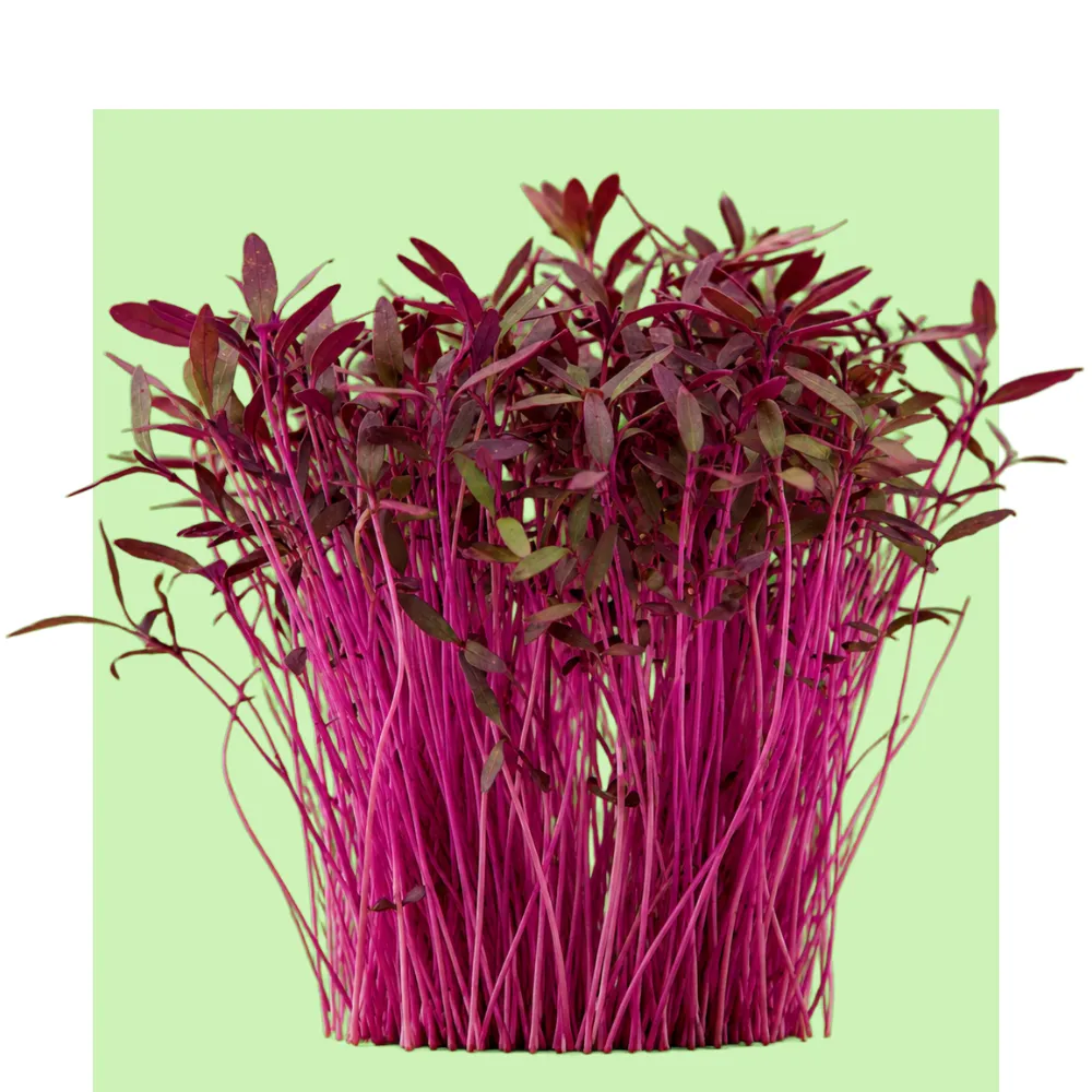 Los microbrotes de Amaranto Rojo forman un manojo denso de tallos magenta y hojas oscuras, cultivados en un sistema hidropónico urbano.