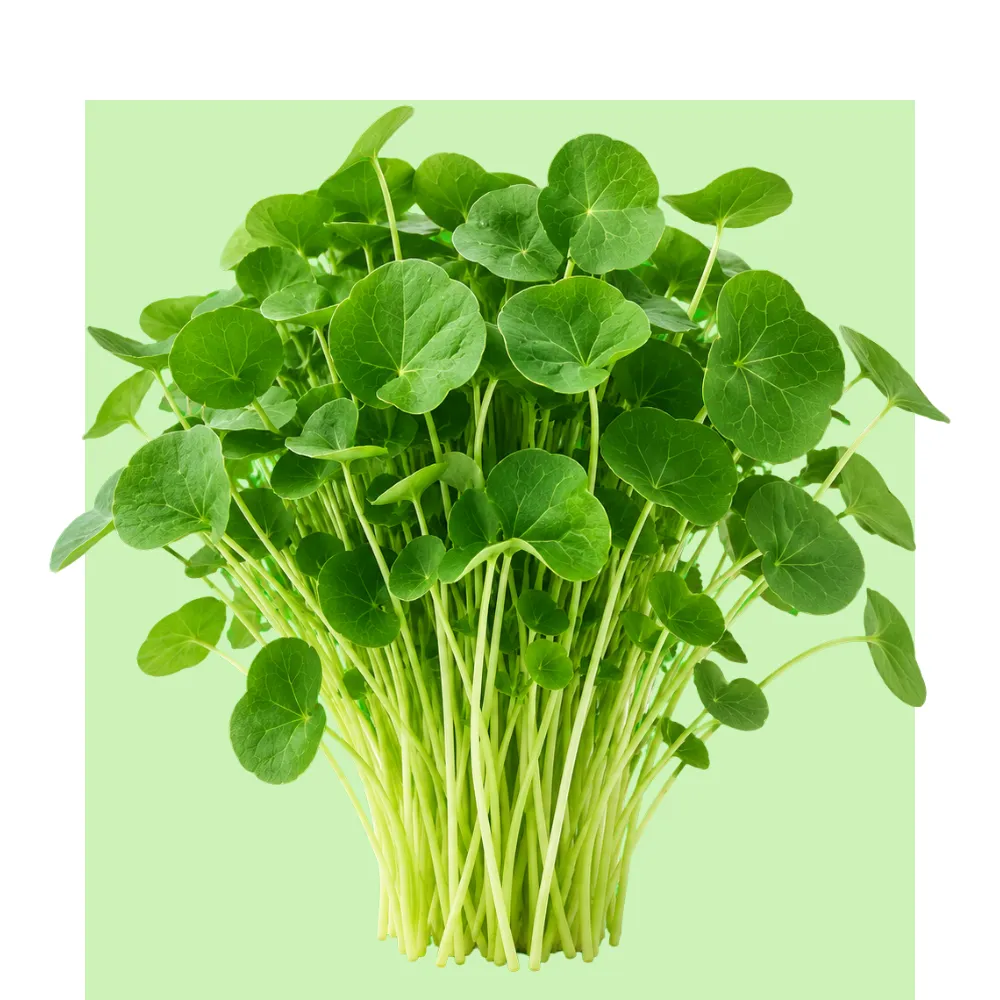 Brotes de capuchina verdes y tiernos, con hojas redondeadas y tallos delgados, sobre un fondo verde claro que resalta su frescura natural.