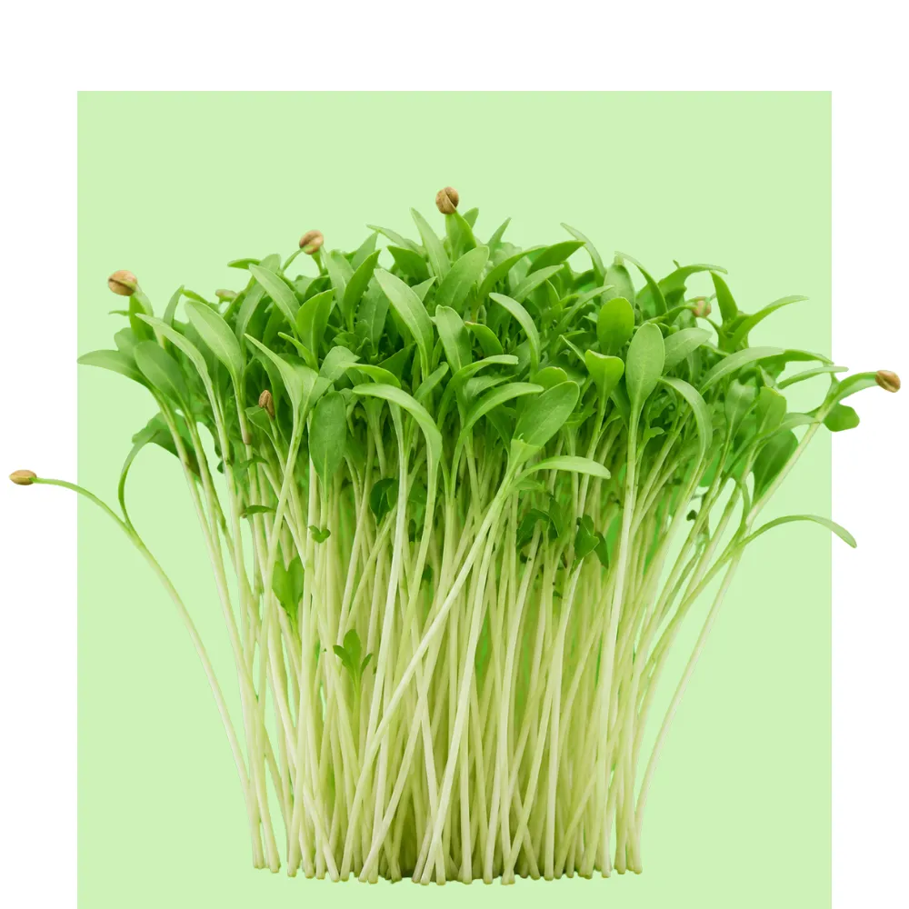 Brotes de cilantro frescos y tiernos con tallos largos y hojas verdes sobre fondo claro, en una composición limpia para cultivo hidropónico.