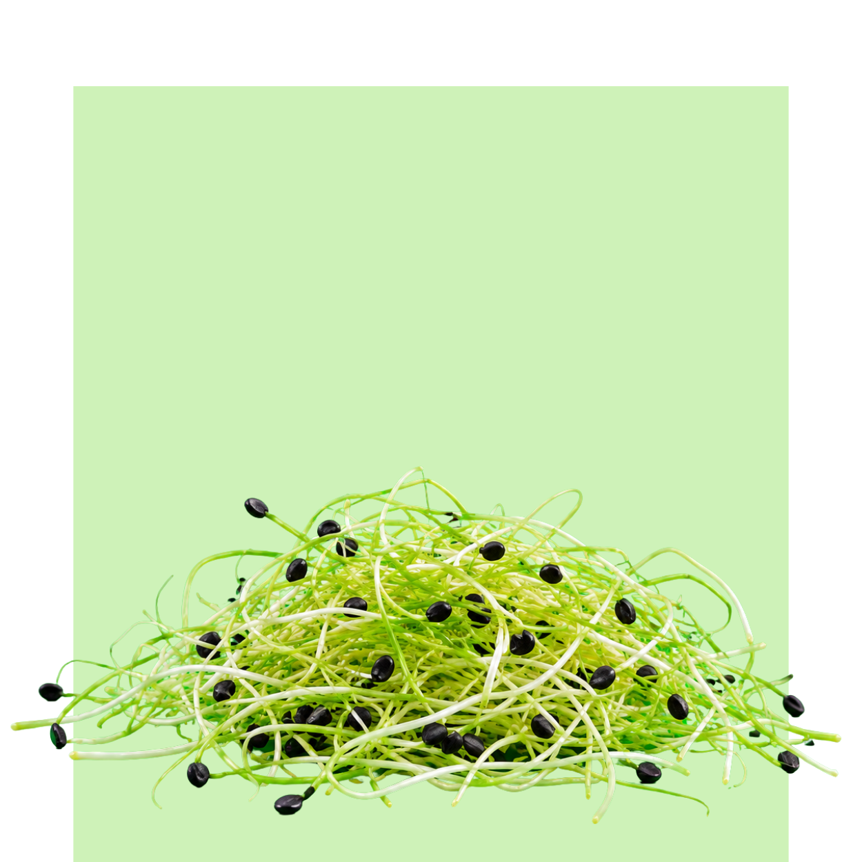 Brotes verdes de germinado de ajo de 7 días, con tallos finos y semillas negras sobre fondo verde claro, en la sección de germinados.
