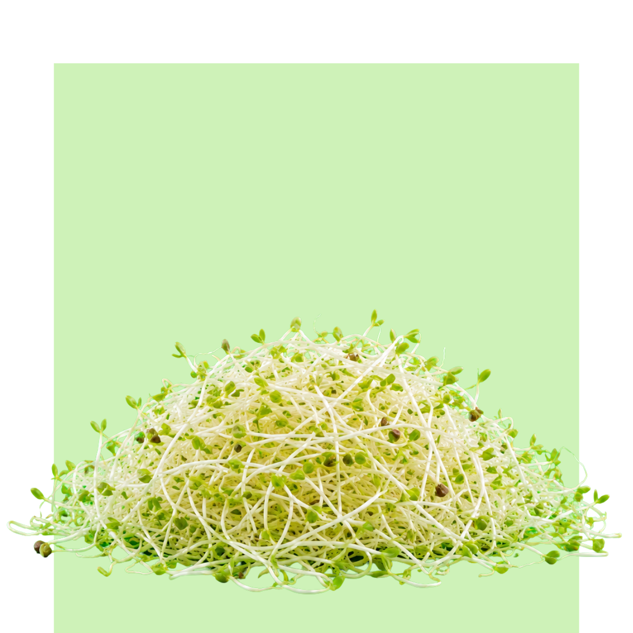 Sobre un fondo verde claro, un montón de germinado de alfalfa muestra tallos blancos finos y brotes verdes tiernos, recién crecidos y frescos.
