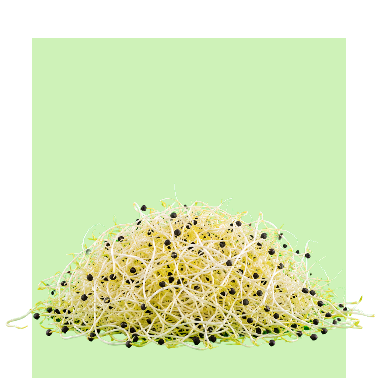 Un montón de germinado de cebolla con brotes finos y semillas negras sobre un fondo verde claro, presentado junto a otros microbrotes.