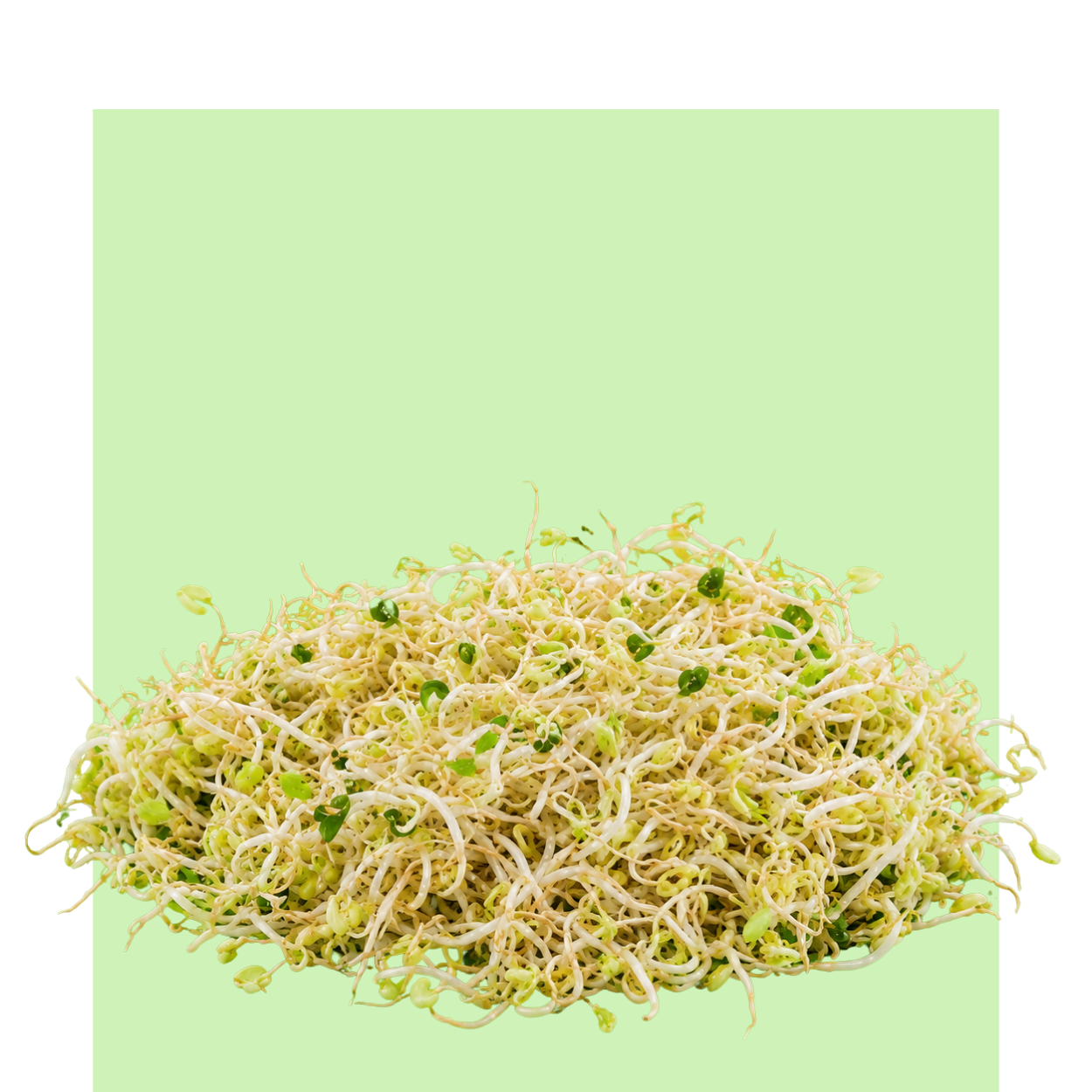 Los germinados de espárrago se apilan en una capa fresca sobre un fondo verde claro, con tallos tiernos y brotes pequeños de tono amarillo y verde.