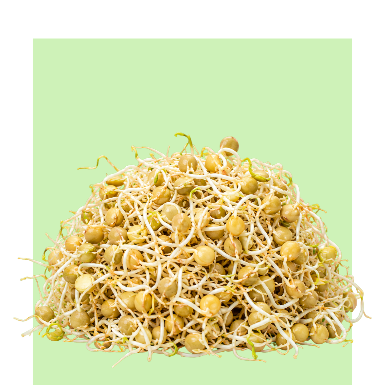 Brotes de lenteja germinada sobre fondo verde claro, con raíces blancas y semillas doradas, en una composición limpia, fresca y natural.