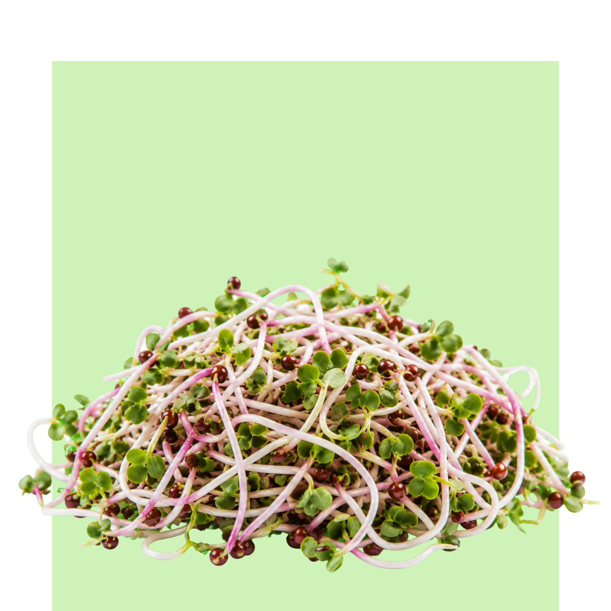 Microbrotes de rábano rojo con tallos rosados y hojas verdes, extendidos sobre fondo verde claro en una composición limpia y fresca.