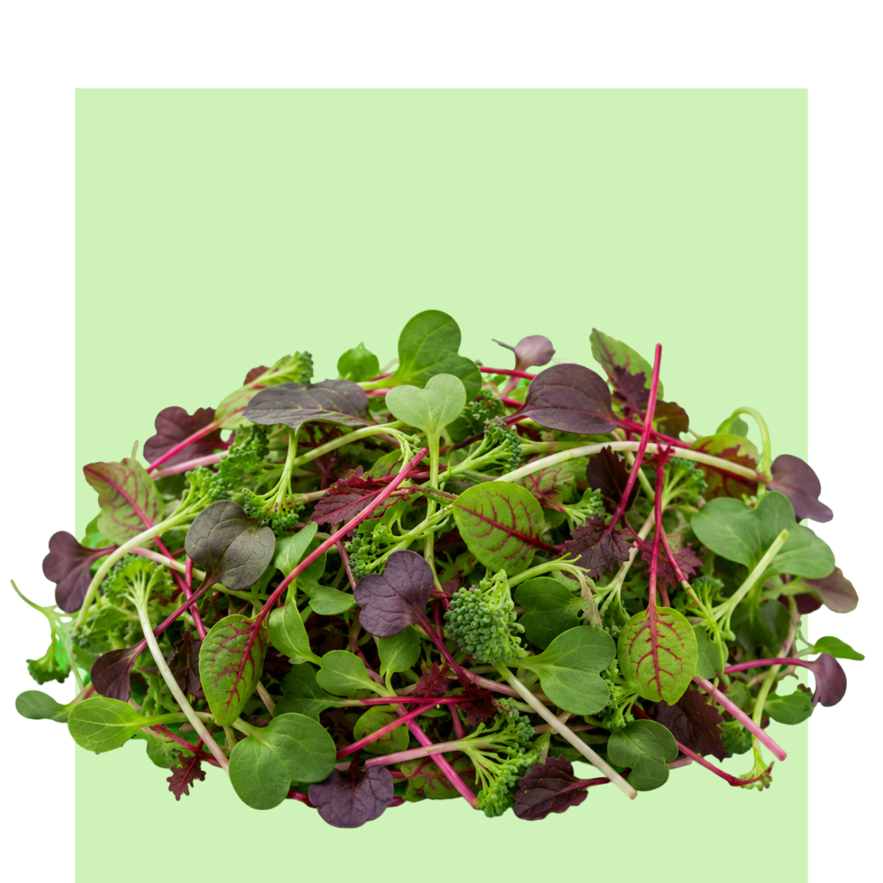 Se ve una mezcla de microbrotes Micromezclum Cosecha de Colores con hojas verdes, tallos rosados y tonos morados, muy fresca sobre fondo verde claro.