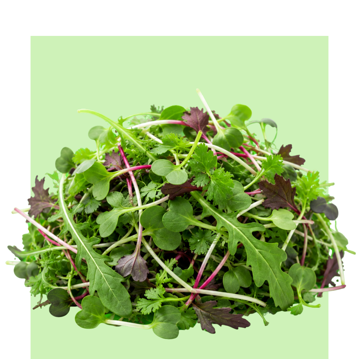 Una mezcla de microbrotes verdes y morados de Fuego de la huerta con hojas tiernas, tallos finos y brotes frescos sobre fondo verde claro natural.