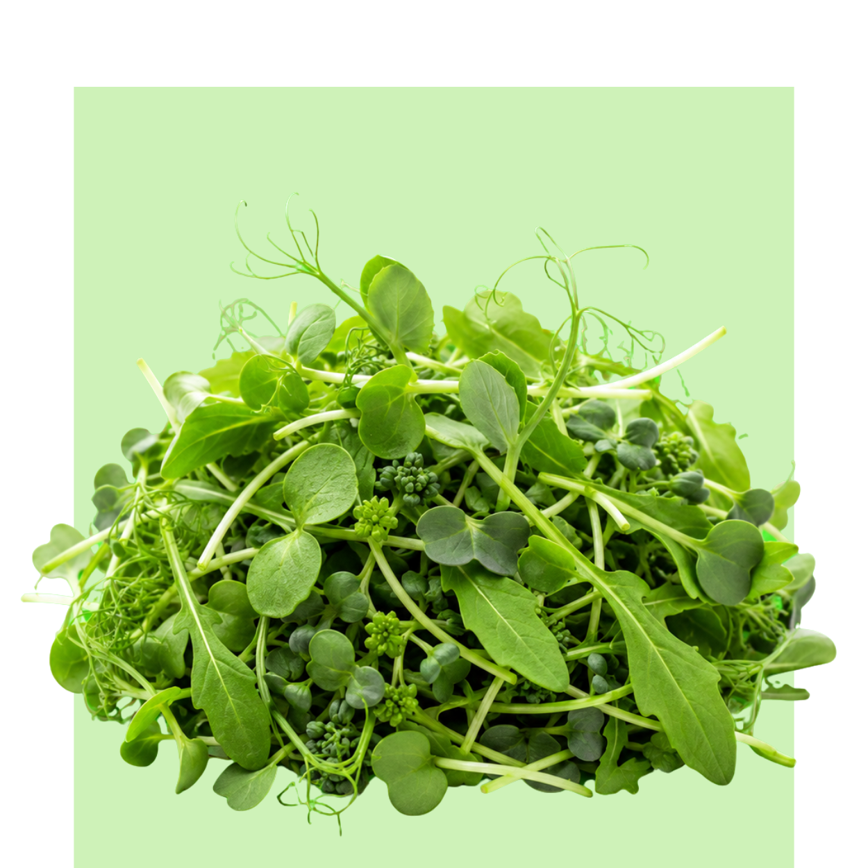 Microbrotes verdes de Micromezclum Huerto del Abuelo con hojas tiernas, tallos finos y brotes frescos sobre fondo verde claro uniforme.