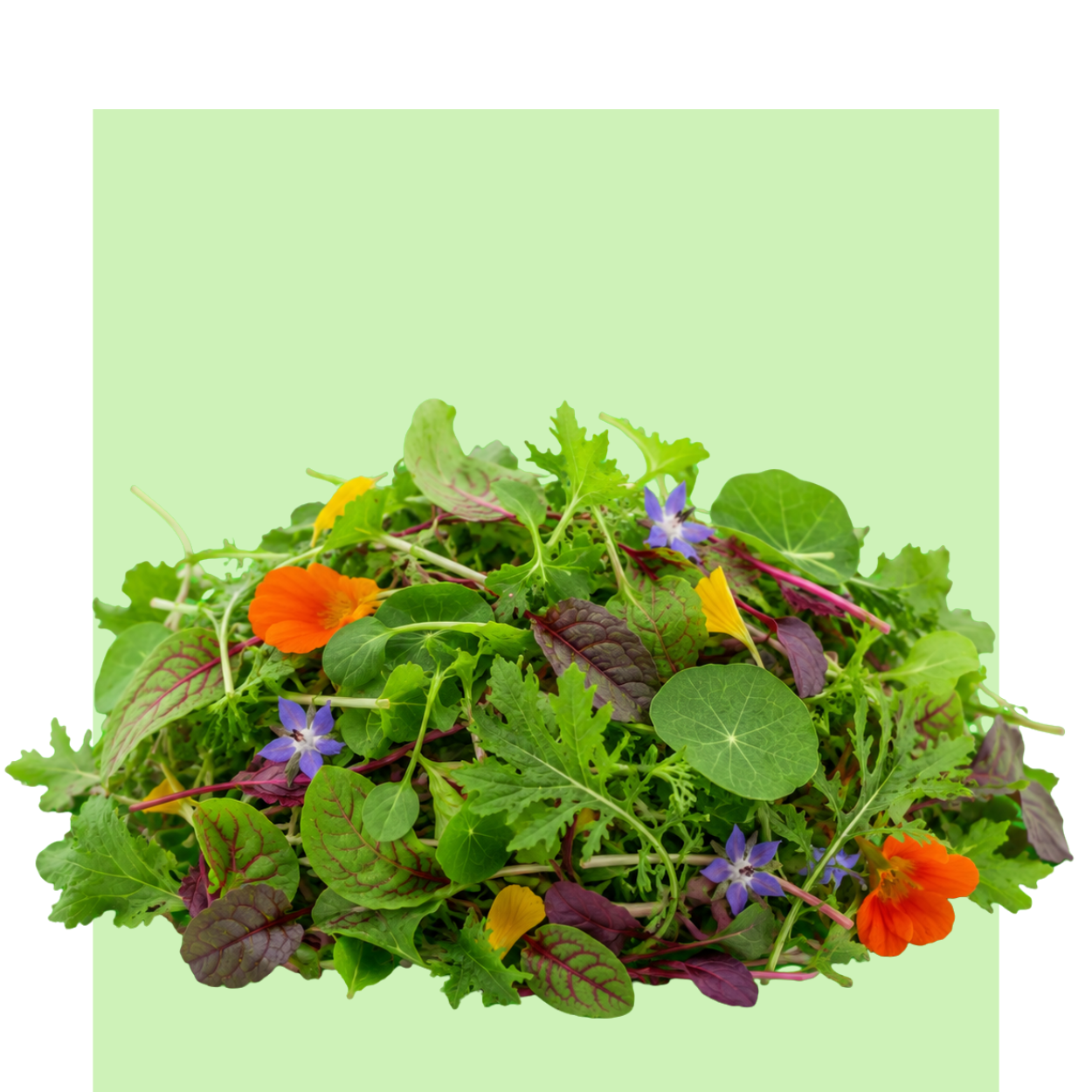 Una mezcla de Micromezclum Jardín del Chef reúne microbrotes frescos, hojas verdes, tonos morados y flores comestibles en una composición vibrante.