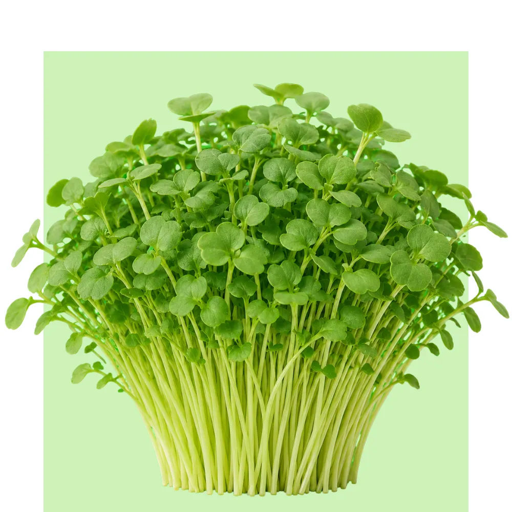 Brotes de shiso verde frescos y densos, con tallos largos y hojas tiernas en un manojo compacto sobre fondo claro, de aspecto nutritivo.